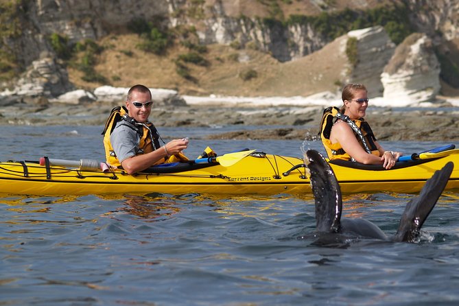 Wildlife Sea Kayaking Tour - Kaikoura - Meeting the fur seals at the peninsula colony