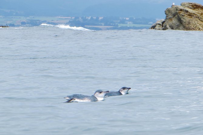 Wildlife Sea Kayaking Tour - Kaikoura - Dolphins, penguins, and the luck factor