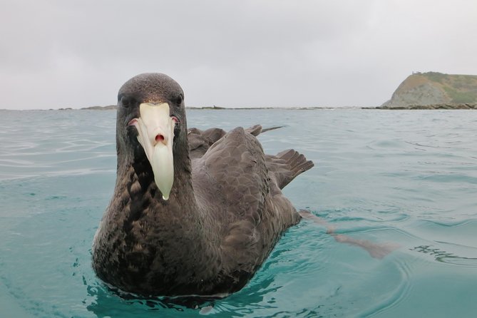 Wildlife Sea Kayaking Tour - Kaikoura - How hard is the paddling?