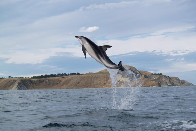 Wildlife Sea Kayaking Tour - Kaikoura - The guides make the difference