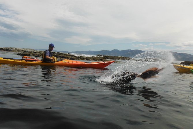 Wildlife Sea Kayaking Tour - Kaikoura - Is $99.29 a fair price?